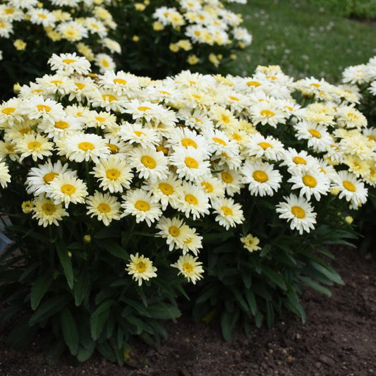 1G Leucanthemum Amazing Daisies® 'Banana Cream II' Banana Cream II Shasta Daisy 1012907