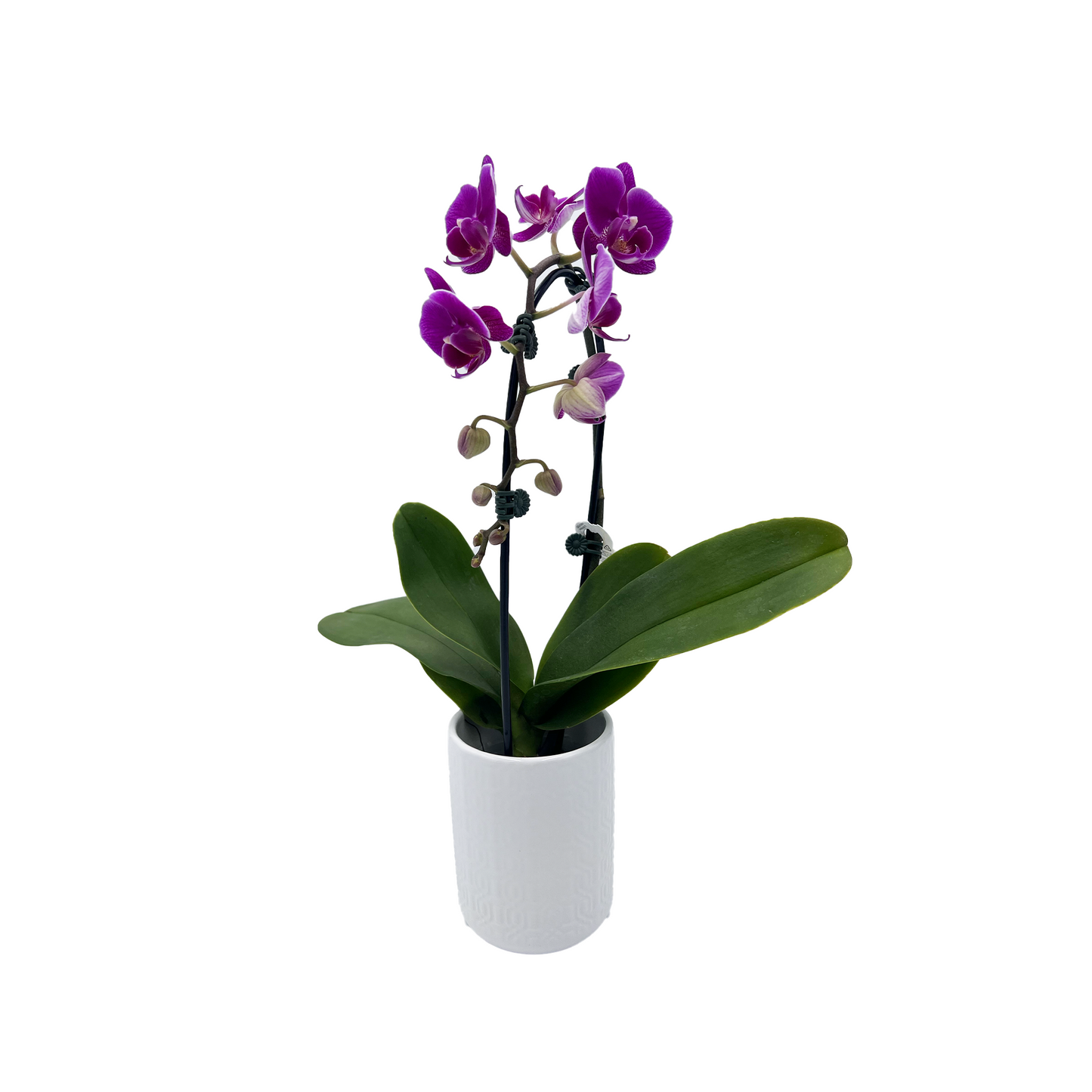 3.5" Orchid Phal Asst Cascade Ceramic T5522