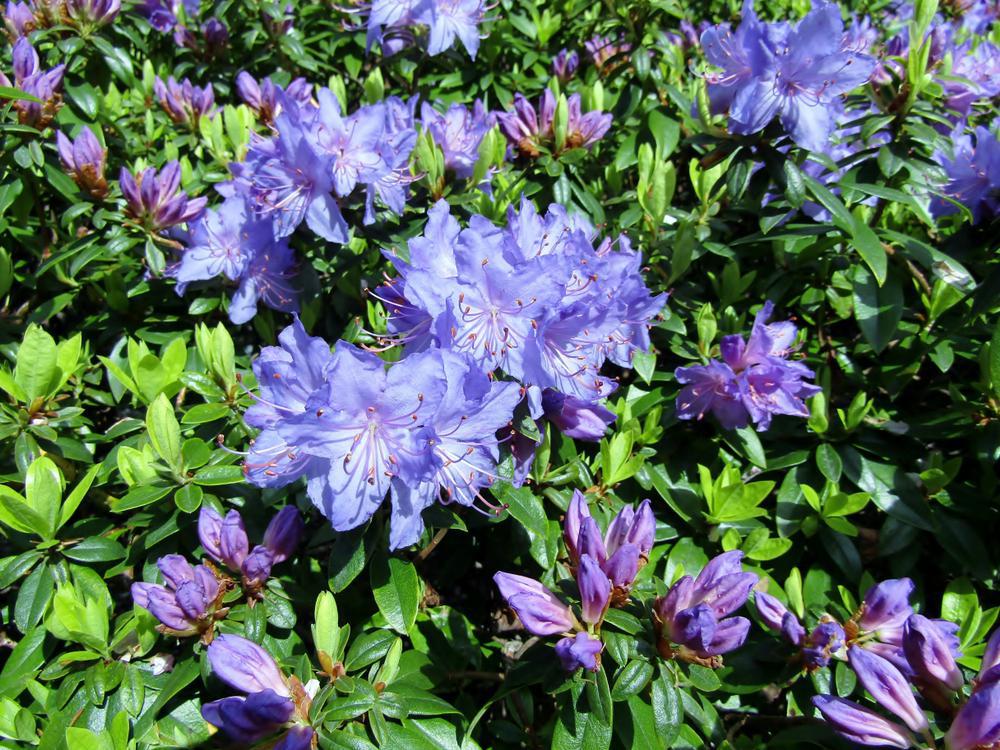 3G Rhododendron X 'Blue Baron' Blue Baron Rhododendron (Purple Flower) 1002296