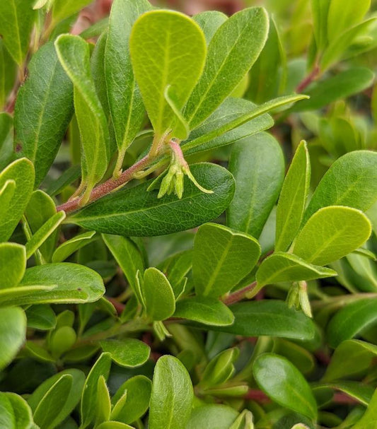 1G Arctostaphylos Massachusetts Hybrid Massachusetts Hybrid Kinnickinnick, Bearberry 1003605