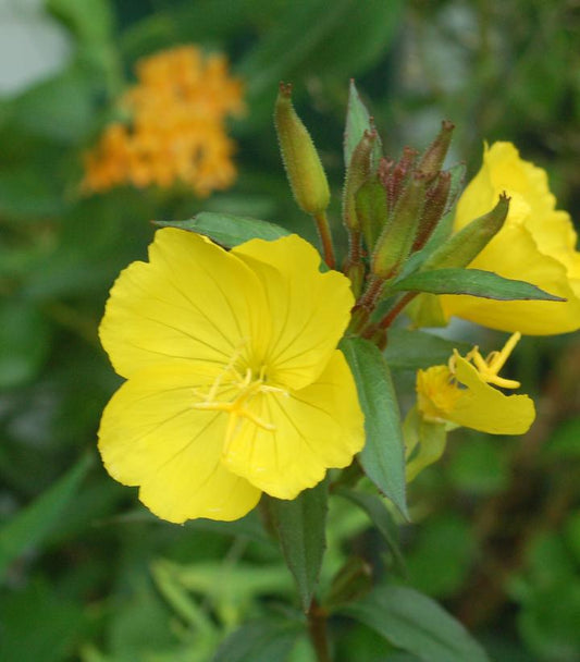 1G OENOTHERA FREMONTII 'Fireworks' Fireworks Evening Primrose 1004033