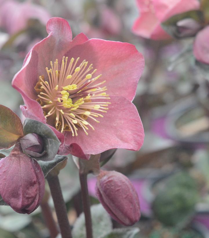 8" Helleborus Frostkiss® 'Pennys Pink' ('ABCRD01') Pennys Pink Lenten Rose: Patent PP24,149 (Lenten Rose) 1010632