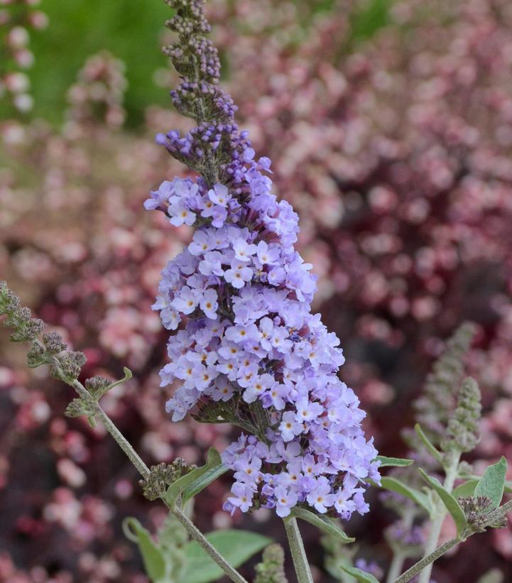 3G Buddleia Monarch® 'Glass Slippers' Glass Slippers Butterfly Bush: Patent PP27,832 1010664