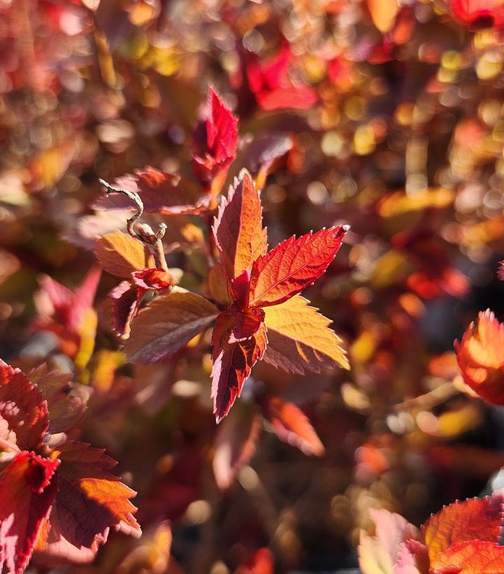 3G Spiraea jap. 'Double Play Doozie' Double Play Doozie® Spirea: Patent PPAF (Pink Bloom) 1009998