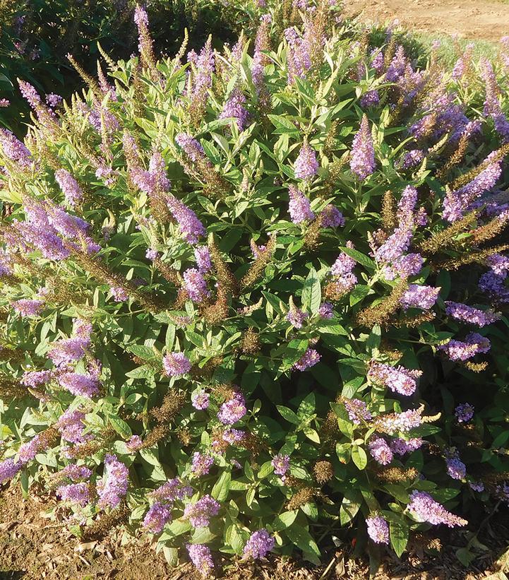 3G Buddleia davidii Dapper® 'Lavender' ('Buddaplav') Lavender Butterfly Bush: Patent PPAF 1013894