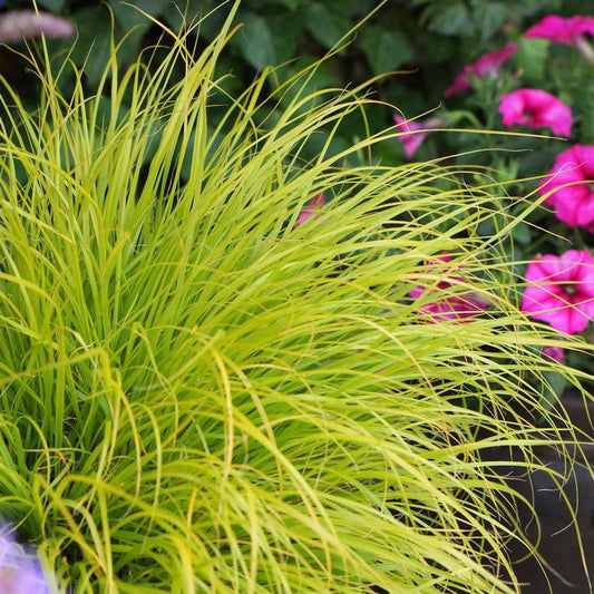 1G Pennisetum alopecuroides 'Lumen Gold' ('JS Jommenik') Lumen Gold­™ Fountain Grass: Patent PP27,435