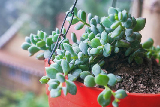 6" HB Cotyledon Pendens