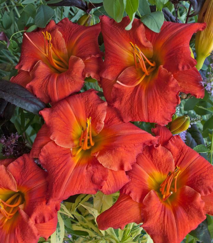 8" Hemerocallis 'Desert Flame' Desert Flame Daylily 1010872