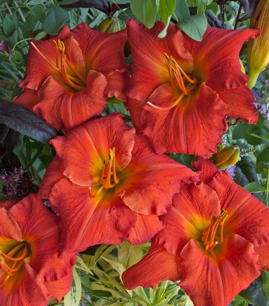 8" Hemerocallis 'Desert Flame' Desert Flame Daylily 1010872