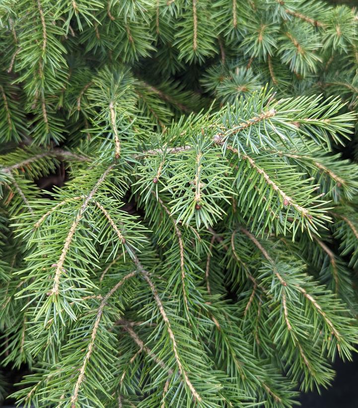 7G PICEA OMORIKA (Serbian Spruce) 1003269