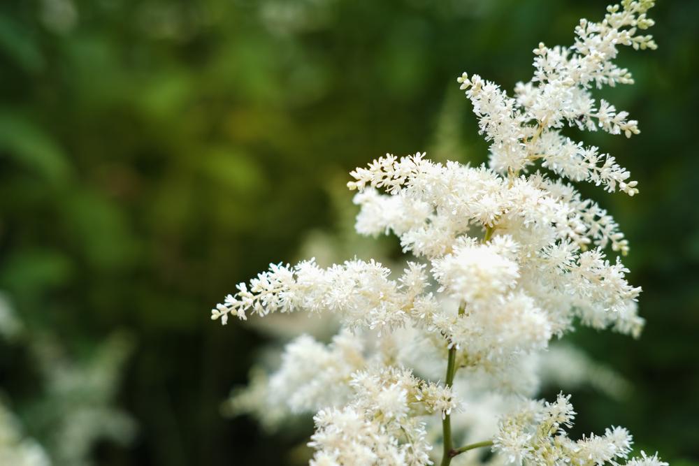 8" Astilbe chinensis 'You and Me Together' (WHITE) You and Me Together® Astilbe: Patent PP32867 1020193