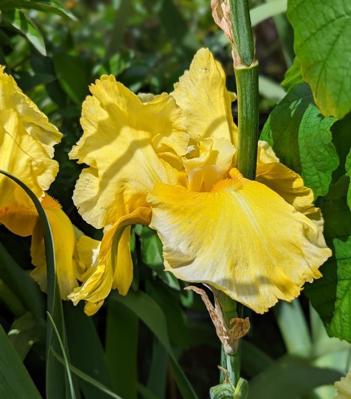 1G Iris germanica 'Pleasant Peasant' Pleasant Peasant Bearded Iris (YELLOW) 1009885