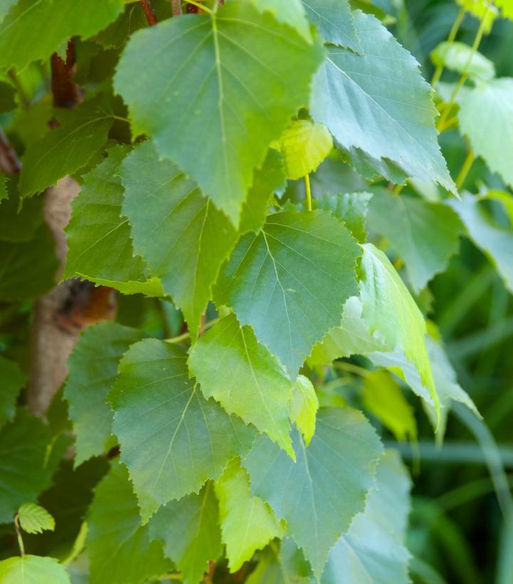 7G BETULA PLATYPHYLLA `PARKLAND PILLAR` ('JEFPARK') Birch: Patent PP25,468 1012941