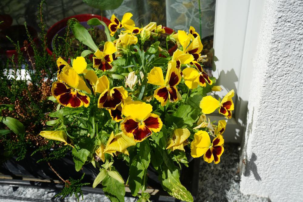 1G Viola Penny™ 'Yellow Blotch' Penny™ Yellow Blotch Viola 1008116