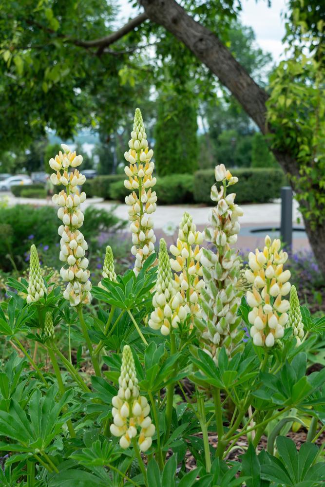 2G Lupinus p. lupini 'Yellow Shades' Yellow Shades Lupine