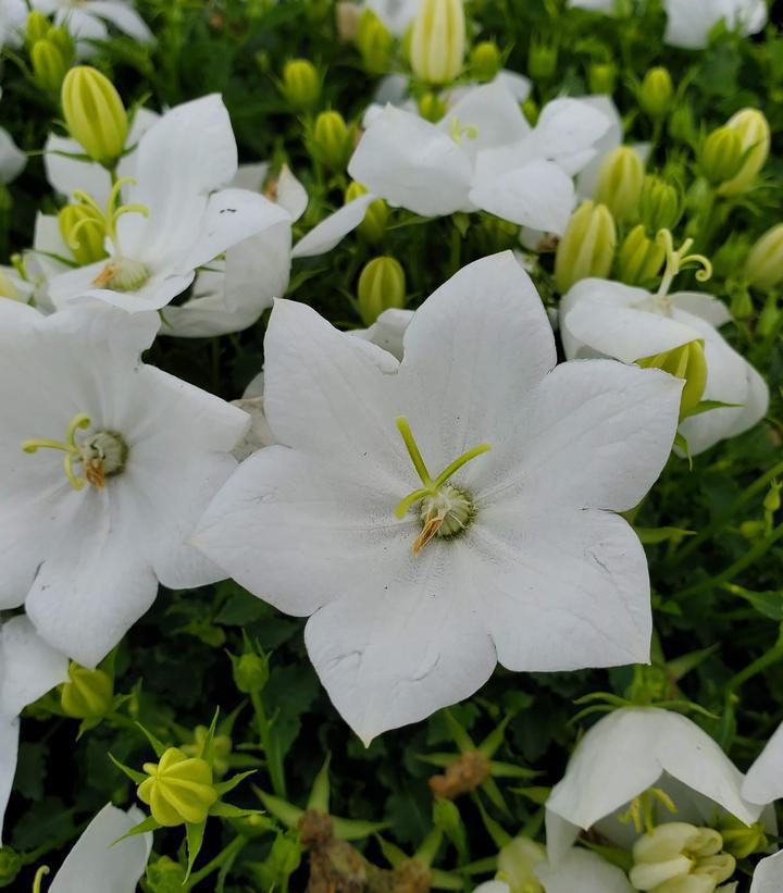 1G Campanula carpatica 'Rapido White' Rapido White Carpathian Bellflower 1009563