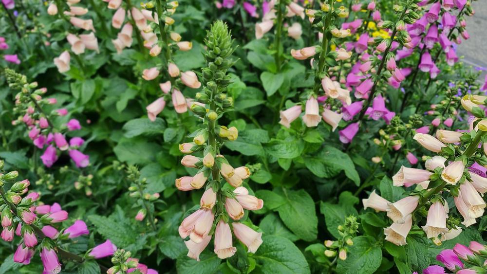 8" Digitalis purpurea 'Dalmation Peach' Dalmation Peach Foxglove 1010862