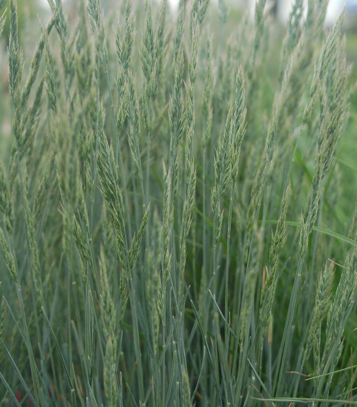 2G FESTUCA CINERCA 'Elijah Blue' Elijah Blue Fescue 1000946