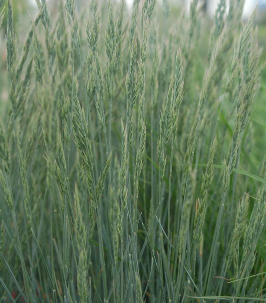 2G FESTUCA CINERCA 'Elijah Blue' Elijah Blue Fescue 1000946