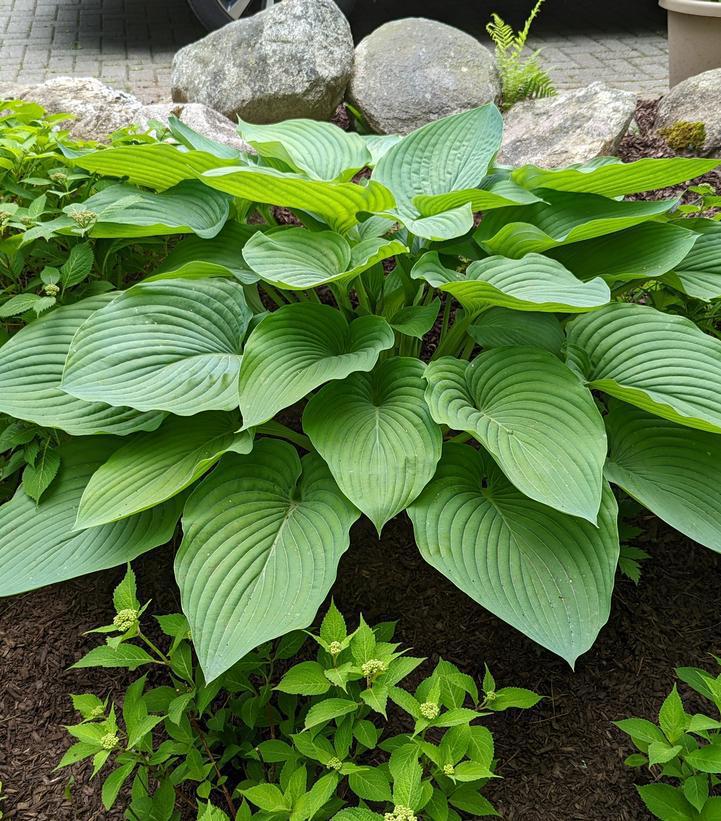 1G Hosta hybrid Shadowland® 'Empress Wu' Shadowland® Empress Wu Hosta 1005374