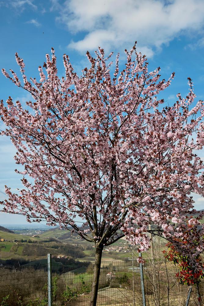 15G Prunus Cerasifera Thundercloud Flowering Plum 1000408