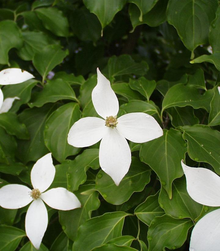 7G Cornus kousa Kousa Dogwood 1000577