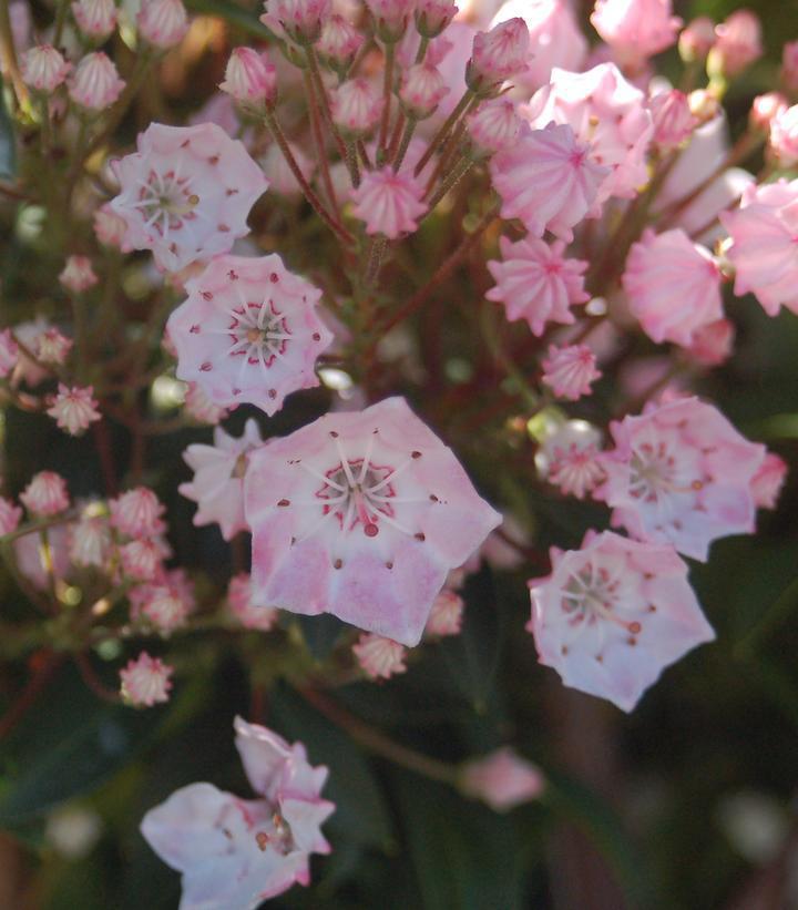 3G Kalmia lat. 'Tinkerbell' Tinkerbell Mountain Laurel