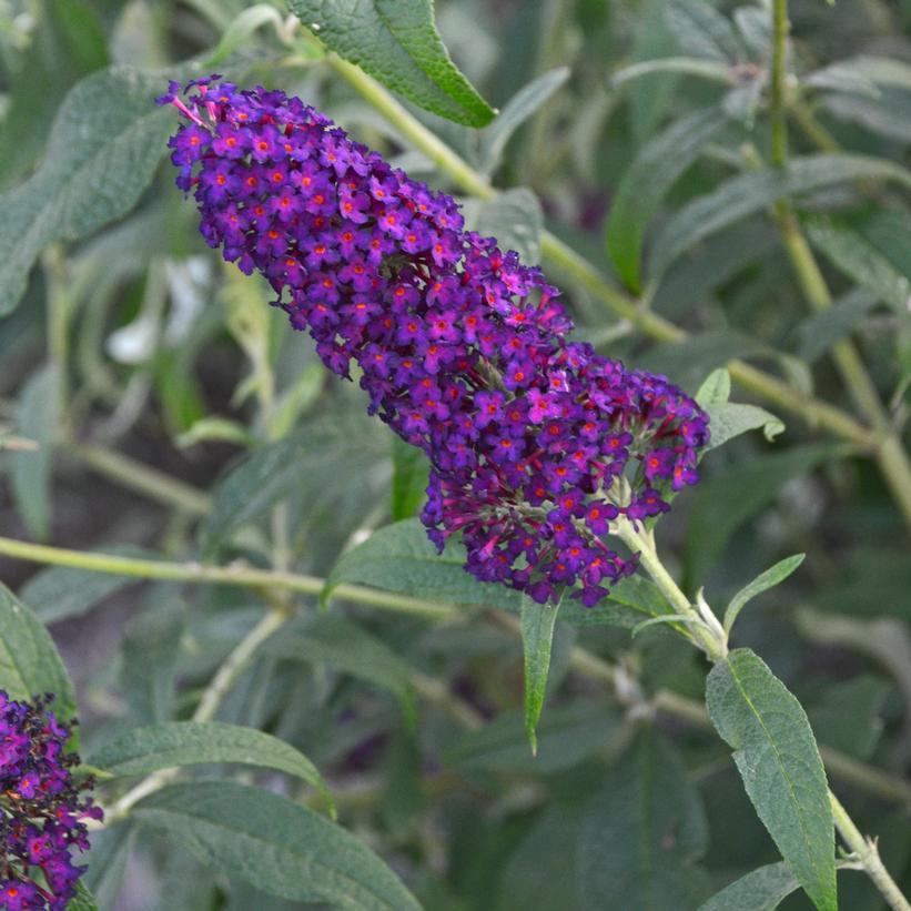 3G Buddleia Monarch® 'Dark Dynasty' Monarch® Dark Dynasty Butterfly Bush: Patent PP27,834 1010662