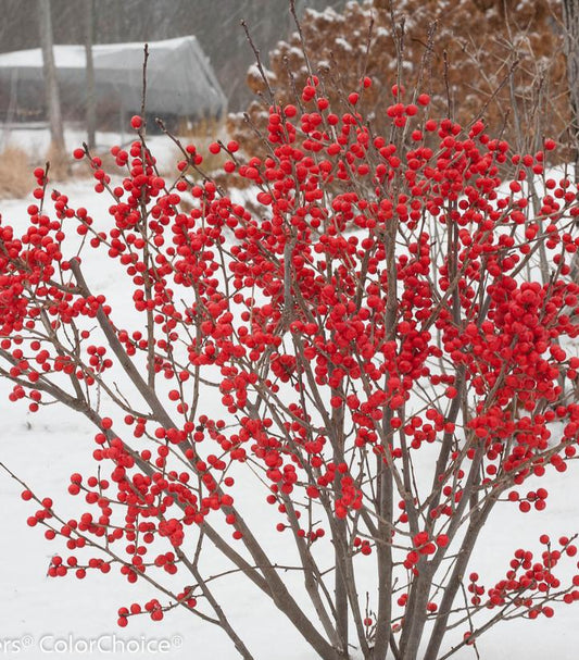 3G Ilex verticillata 'Berry Poppins' Berry Poppins® Winterberry: Patent PPAF