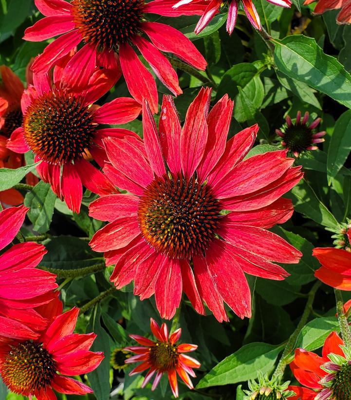 1G Echinacea hybrid Color Coded™ 'Frankly Scarlet' Frankly Scarlet Coneflower: Patent PPAF 1013390