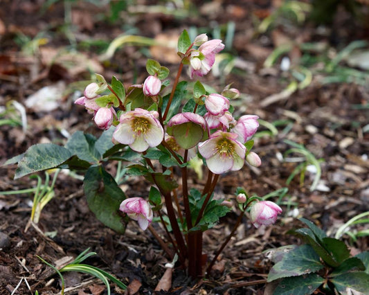 8" Helleborus Frostkiss® 'Glenda's Gloss' Glenda's Gloss Lenten Rose: Patent PP28,008  1009831