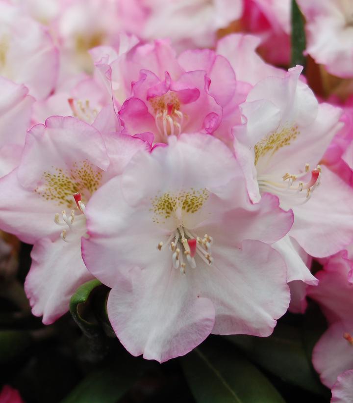 Rhododendron yak. 'Ken Janek' Ken Janeck Rhododendron