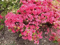 3G AZALEA 'GIRARD`S CRIMSON' (Evergreen) Girards Crimson Azalea 1001982