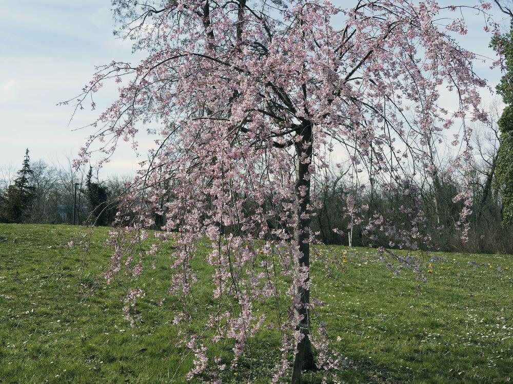 7G Prunus Subhirtella Pendula 3' Standard Weeping Cherry 1008294