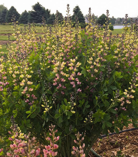 1G Baptisia hybrid Decadence® Deluxe 'Pink Lemonade' Decadence® Deluxe Pink Lemonade False Indigo: Patent PPAF 1009722