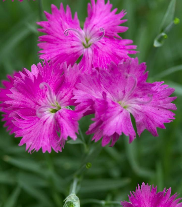 1G  Dianthus 'Neon Star' Neon Star Pinks: Patent PP14,549 1002842