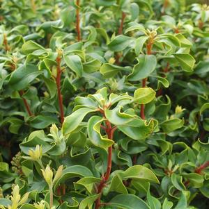 3G Kalmia lat. 'Raspberry Glow' Raspberry Glow Mountain Laurel 1000229