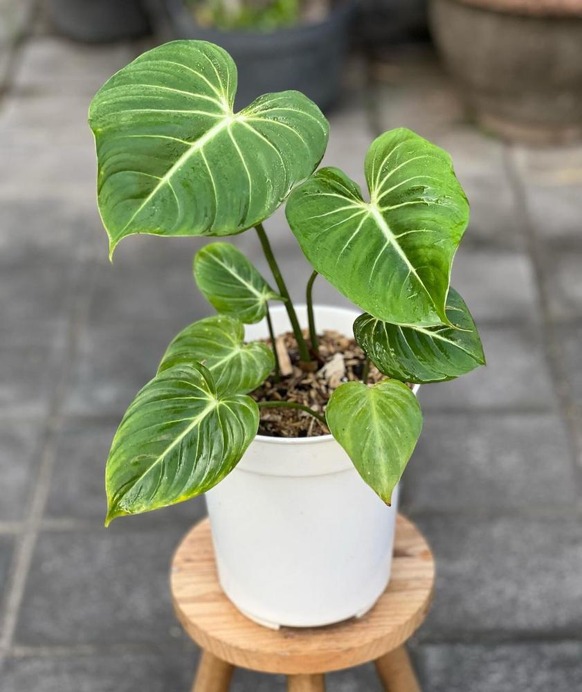 4" Philodendron Gloriosum