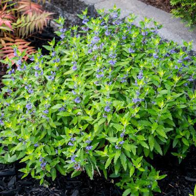 2G Caryopteris x cland. 'Beekeeper' ('Minigold') Beekeeper™ Bluebeard: Patent PPAF 1014436