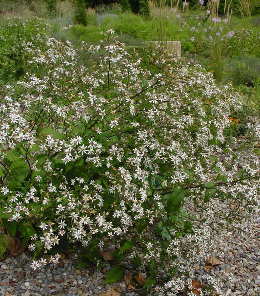 1G Aster divaricatus 'Eastern Star' White Woodland Aster 1012091