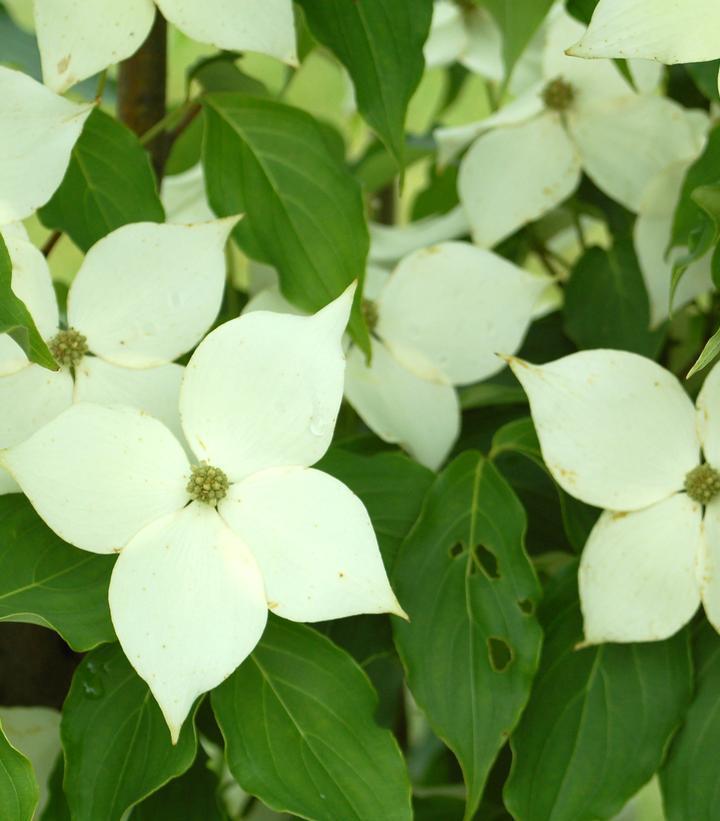 10G CORNUS KOUSA MILKY WAY Dogwood 1003679