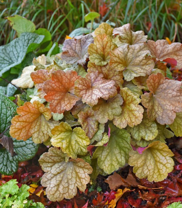 1G Heuchera hybrid Dolce® 'Toffee Tart' Toffee Tart Coralbells: Patent PPAF 1013691