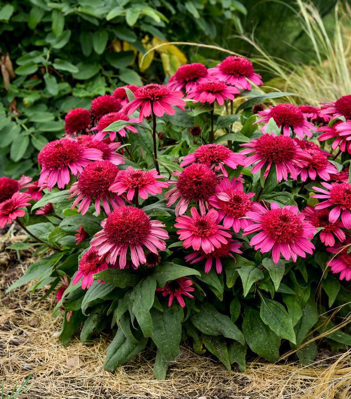 1G Echinacea hybrid 'Raspberry Beret' Double Coded™ Raspberry Beret Coneflower: Patent PPAF 1020332