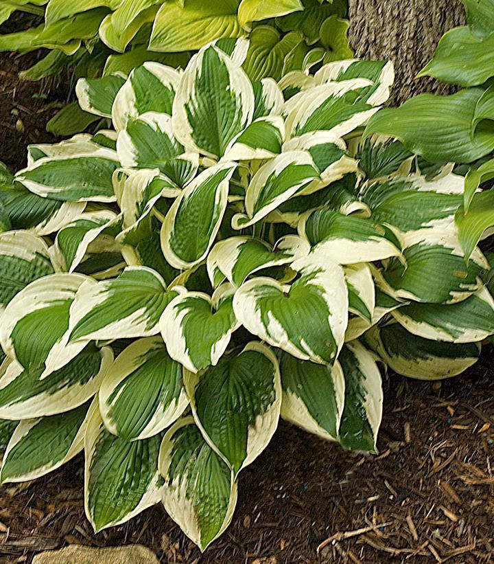 1G Hosta 'Patriot' Patriot Hosta 1000852