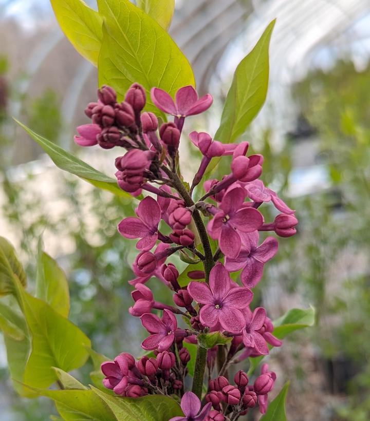 5G Syringa X hyacinthiflora 'Declaration' Declaration Lilac 1005647