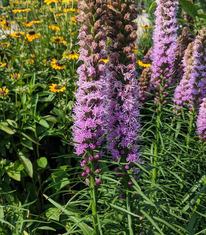 2G Liatris spicata 'Kobold' Original Kobold Original Gayfeather (Blazing Star) 1004139