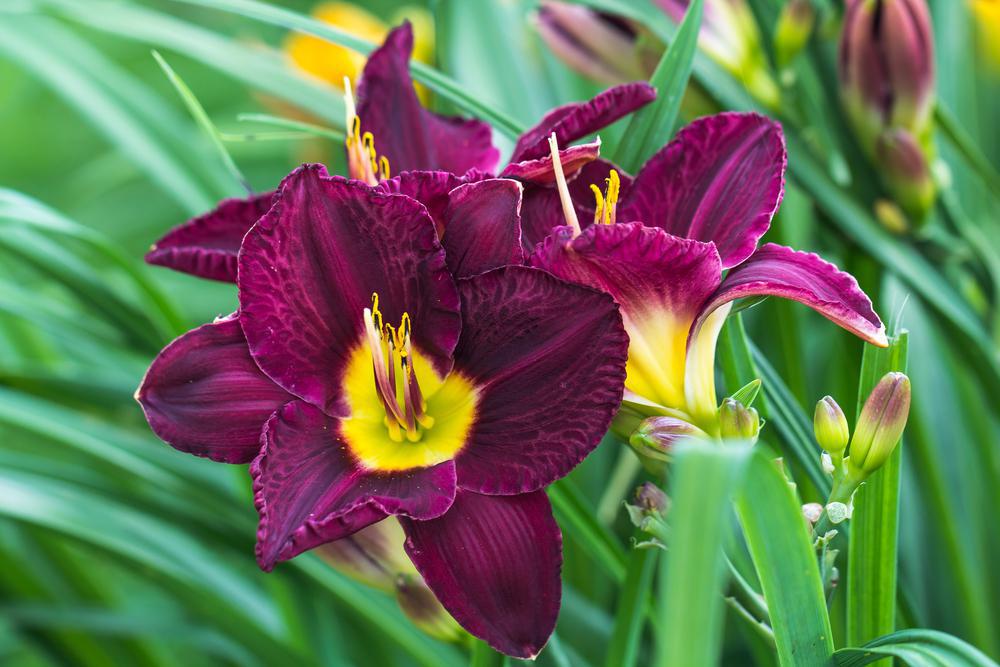 8" Hemerocallis 'Bela Lugosi' Bela Lugosi Daylily 1010871