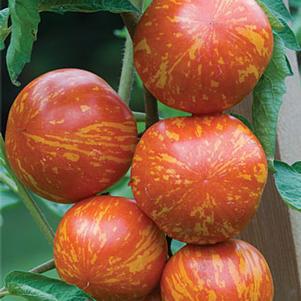 1G Tomato 'Red Zebra' (Paste) Red Zebra Tomato 1005517