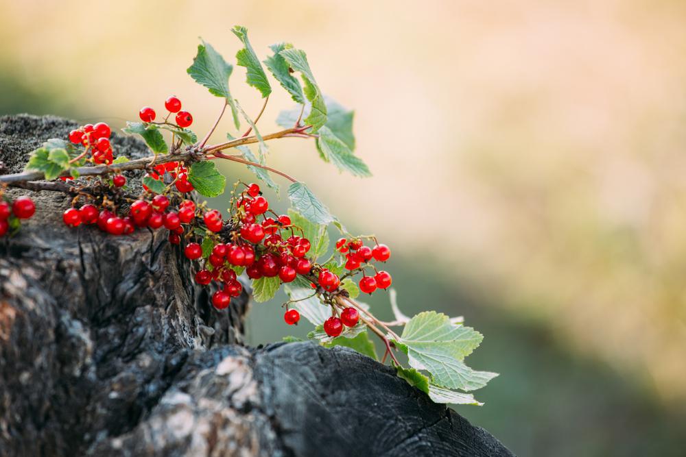 3G RIBES 'RED LAKE' Red Lake Red Currant 1009523