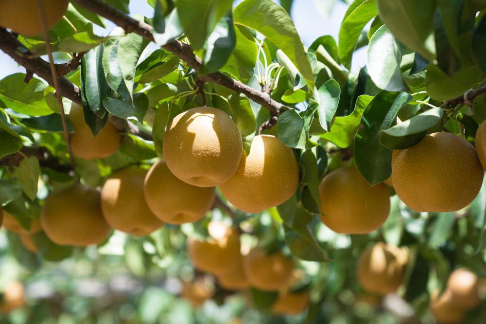 5G Pyrus pyrifolia 'Kikusui' Kikusui Asian Pear 1013640